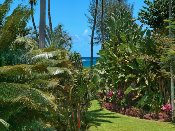 Experience Luxury in Moloa'a Bay - The Perfect Kauai Retreat